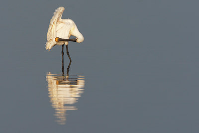 BUITEN BEELD Foto: 105249