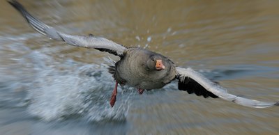 BUITEN BEELD Foto: 105255