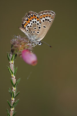 BUITEN BEELD Foto: 105266