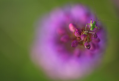 BUITEN BEELD Foto: 105304