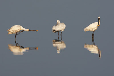 BUITEN BEELD Foto: 105322