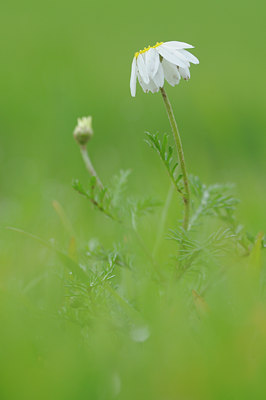 BUITEN BEELD Foto: 105329