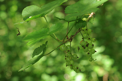 BUITEN BEELD Foto: 105374