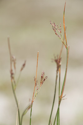 BUITEN BEELD Foto: 105398
