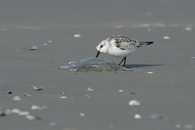 BUITEN BEELD Foto: 105414