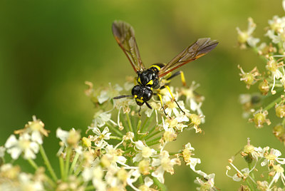 BUITEN BEELD Foto: 105416