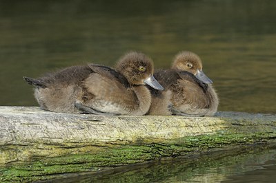 BUITEN BEELD Foto: 105425