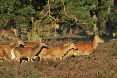 BUITEN BEELD Foto: 105458