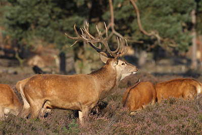 BUITEN BEELD Foto: 105461