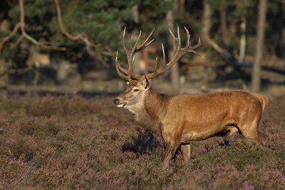 BUITEN BEELD Foto: 105462