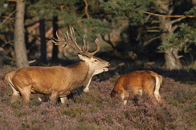 BUITEN BEELD Foto: 105464