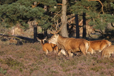 BUITEN BEELD Foto: 105466