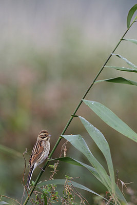 BUITEN BEELD Foto: 105467