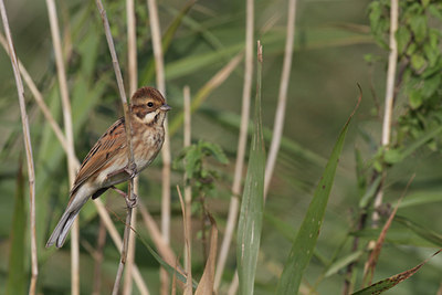 BUITEN BEELD Foto: 105468