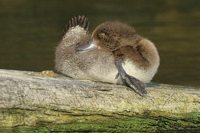 BUITEN BEELD Foto: 105469