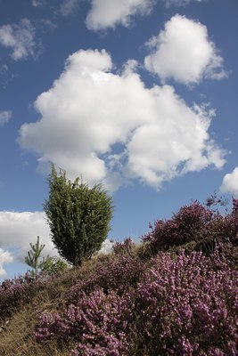BUITEN BEELD Foto: 105495