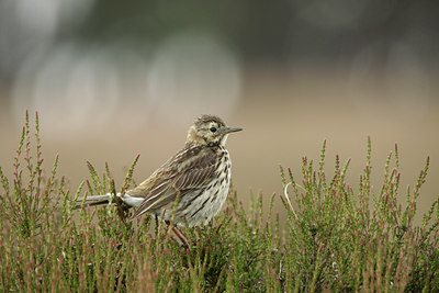 BUITEN BEELD Foto: 105510