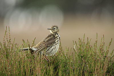 BUITEN BEELD Foto: 105511
