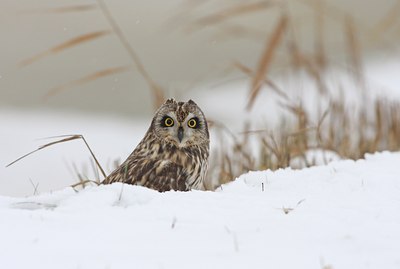 BUITEN BEELD Foto: 105524