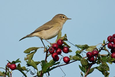 BUITEN BEELD Foto: 105535