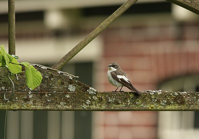 BUITEN BEELD Foto: 105565