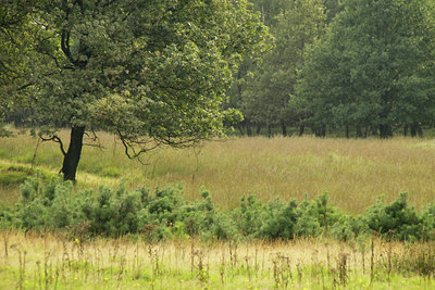 BUITEN BEELD Foto: 105587
