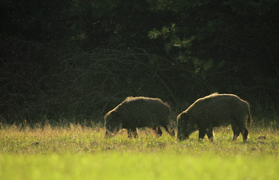 BUITEN BEELD Foto: 105591