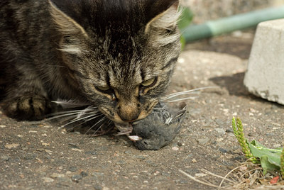 BUITEN BEELD Foto: 105620