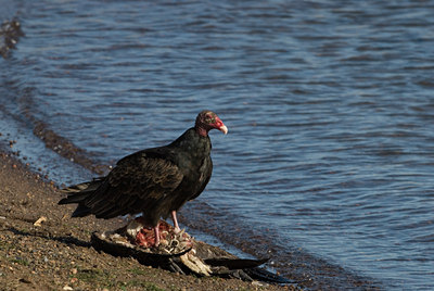 BUITEN BEELD Foto: 105626