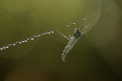BUITEN BEELD Foto: 105634