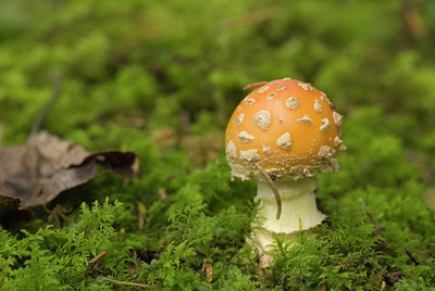 BUITEN BEELD Foto: 105649
