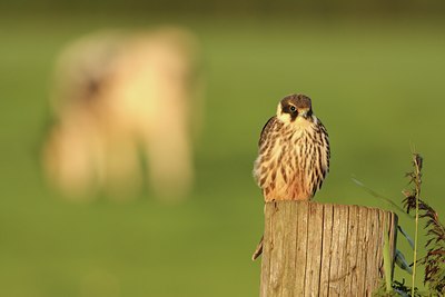 BUITEN BEELD Foto: 105656