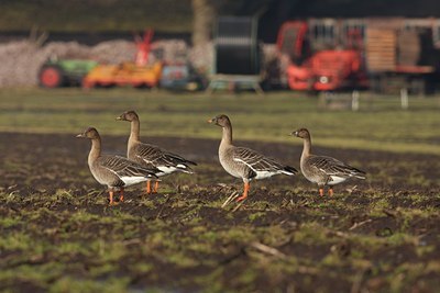 BUITEN BEELD Foto: 105658