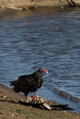 BUITEN BEELD Foto: 105663