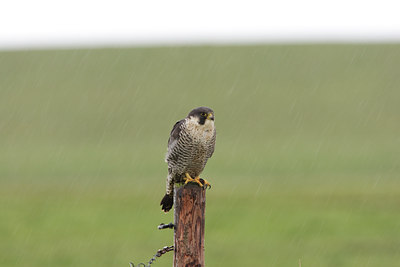 BUITEN BEELD Foto: 105688