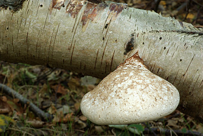 BUITEN BEELD Foto: 105691