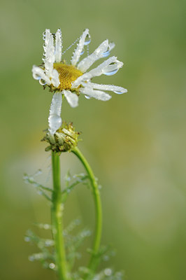 BUITEN BEELD Foto: 105693