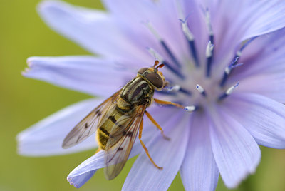 BUITEN BEELD Foto: 105707