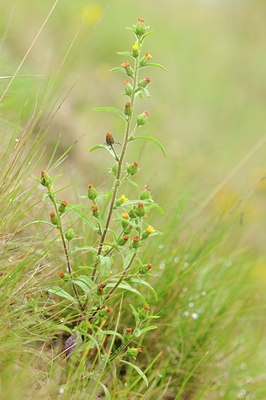 BUITEN BEELD Foto: 105762