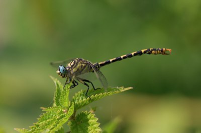 BUITEN BEELD Foto: 105794
