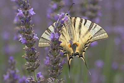 BUITEN BEELD Foto: 105801