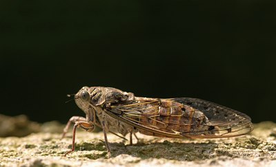 BUITEN BEELD Foto: 105808