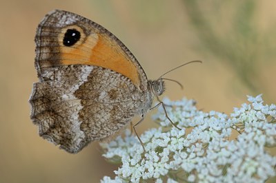 BUITEN BEELD Foto: 105811
