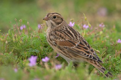 BUITEN BEELD Foto: 105824