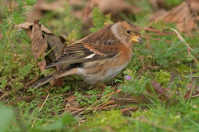 BUITEN BEELD Foto: 105831