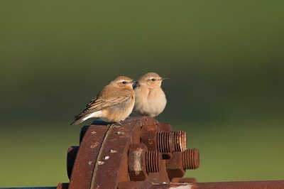 BUITEN BEELD Foto: 105841