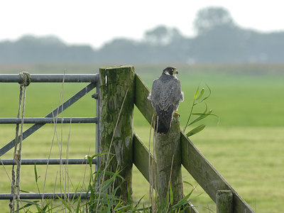 BUITEN BEELD Foto: 105863