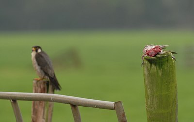 BUITEN BEELD Foto: 105903