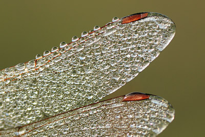 BUITEN BEELD Foto: 105912