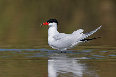 BUITEN BEELD Foto: 105922